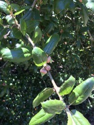 See the baby acorns? It's an oak, but leaves are similar to the Islay cherry.