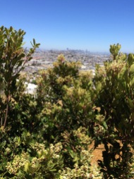 Native Toyon was blooming. City in distance.
